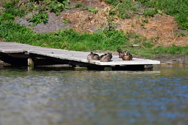 Los Patos Salvajes Nadan Río — Foto de Stock