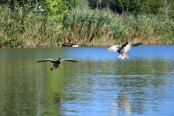 Vahşi ördekler nehirde yüzer