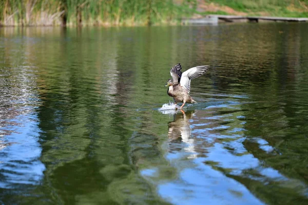 Vahşi ördekler nehirde yüzer