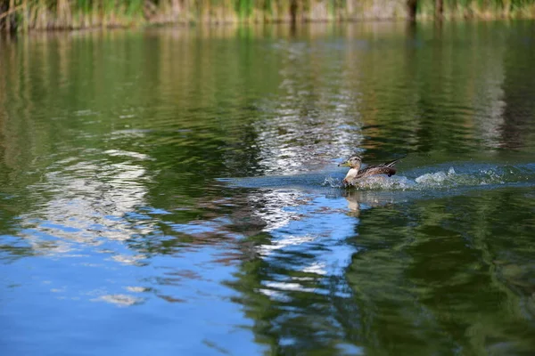 Vahşi ördekler nehirde yüzer