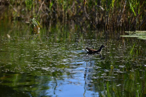 Vahşi ördekler nehirde yüzer