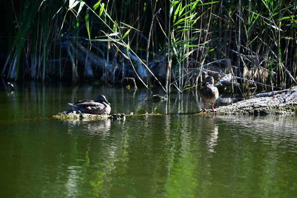 Vahşi ördekler nehirde yüzer