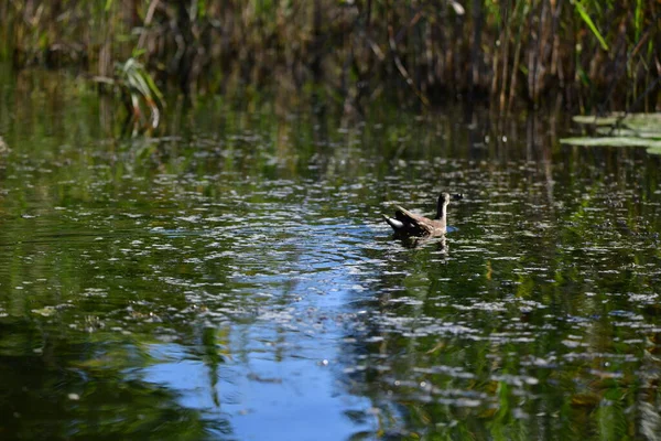 Vahşi ördekler nehirde yüzer
