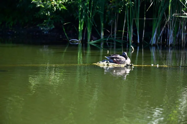 Vahşi ördekler nehirde yüzer