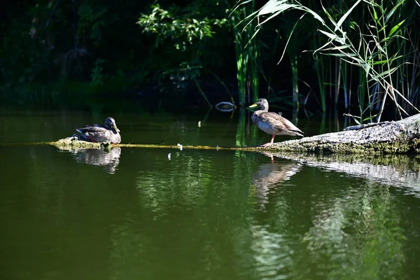 Vahşi ördekler nehirde yüzer