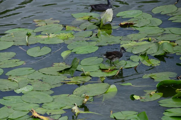 Vahşi ördekler nehirde yüzer