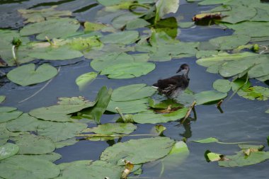 Vahşi ördekler nehirde yüzer