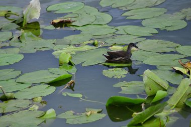 Vahşi ördekler nehirde yüzer