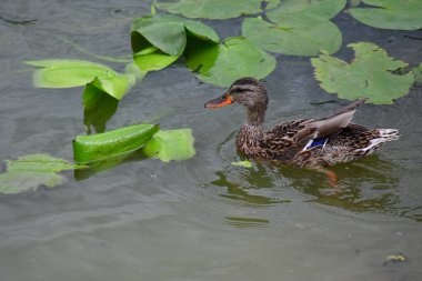 Vahşi ördekler nehirde yüzer