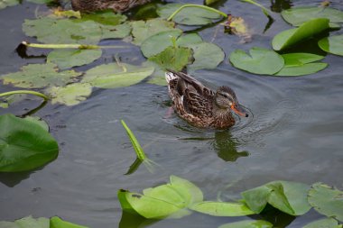 Vahşi ördekler nehirde yüzer