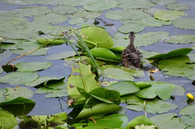 Vahşi ördekler nehirde yüzer