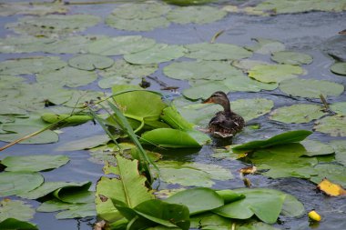 Vahşi ördekler nehirde yüzer