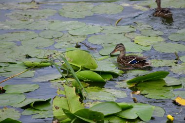 Vahşi ördekler nehirde yüzer