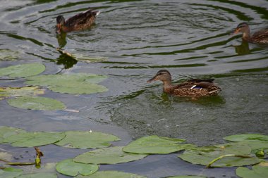 Vahşi ördekler nehirde yüzer