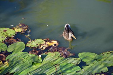 Vahşi ördekler nehirde yüzer