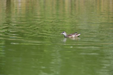 Vahşi ördekler nehirde yüzer