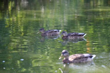 Vahşi ördekler nehirde yüzer