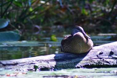 Vahşi ördekler nehirde yüzer