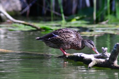 Vahşi ördekler nehirde yüzer