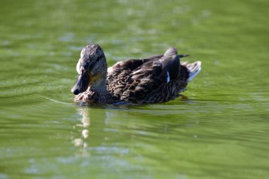 Vahşi ördekler nehirde yüzer