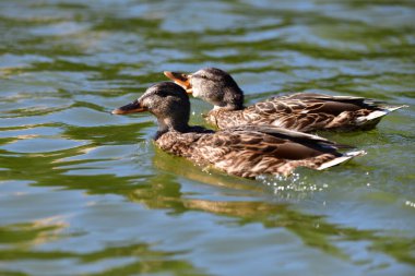 Vahşi ördekler nehirde yüzer