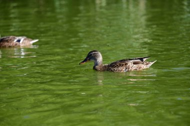 Vahşi ördekler nehirde yüzer