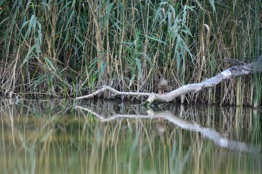 Vahşi ördekler nehirde yüzer