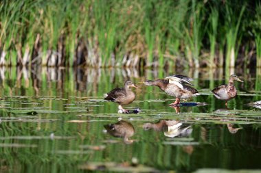 Vahşi ördekler nehirde yüzer