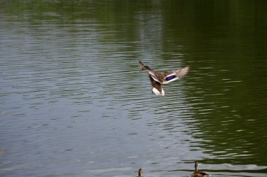 Vahşi ördekler nehirde yüzer