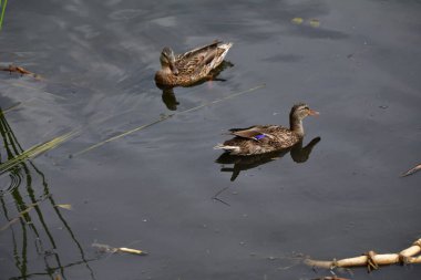 Vahşi ördekler nehirde yüzer
