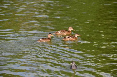 Vahşi ördekler nehirde yüzer