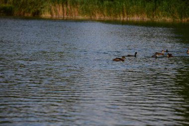 Vahşi ördekler nehirde yüzer