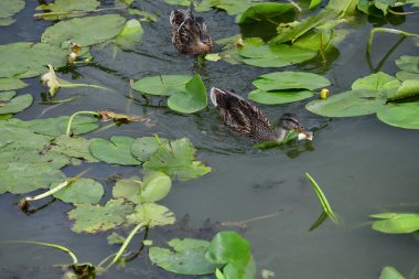 Vahşi ördekler nehirde yüzer