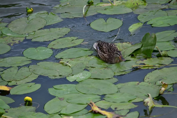 Vahşi ördekler nehirde yüzer