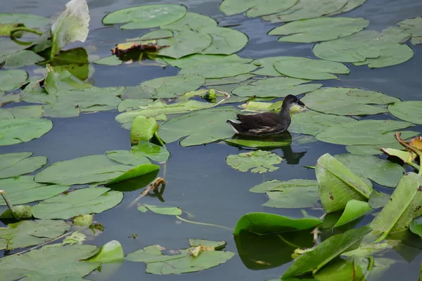 Vahşi ördekler nehirde yüzer