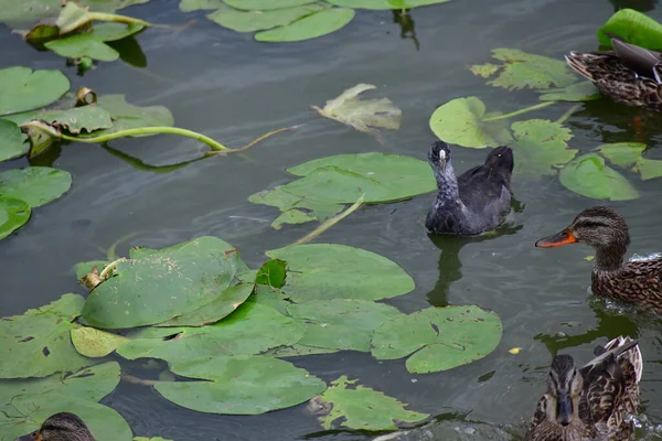 Anatre Selvatiche Nuotano Sul Fiume — Foto Stock