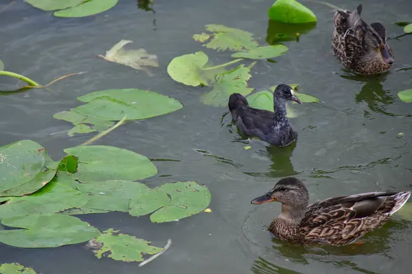 Vahşi ördekler nehirde yüzer