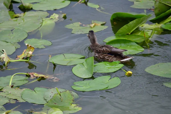 Patos Selvagens Nadam Rio — Fotografia de Stock