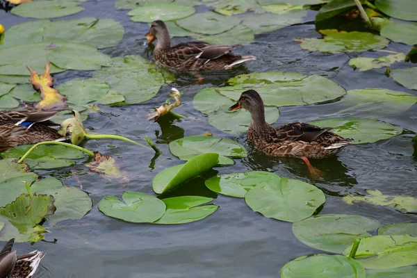 Patos Selvagens Nadam Rio — Fotografia de Stock