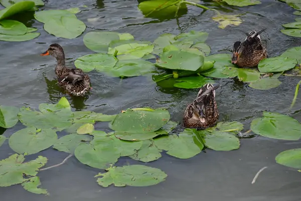 Vahşi ördekler nehirde yüzer