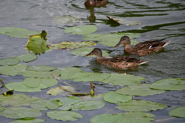 Los Patos Salvajes Nadan Río — Foto de Stock