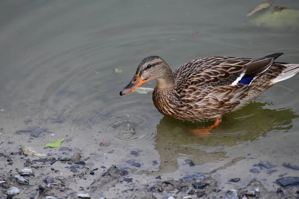 Anatre Selvatiche Nuotano Sul Fiume — Foto Stock