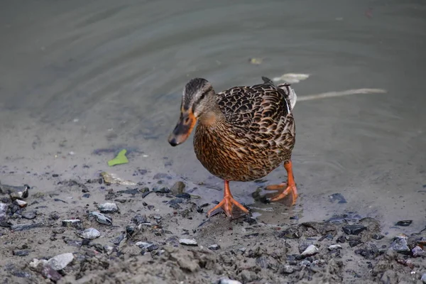 Wilde Eenden Zwemmen Rivier — Stockfoto