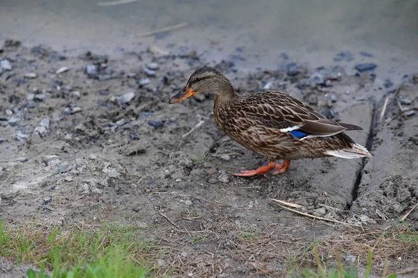 Vahşi ördekler nehirde yüzer