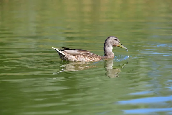 Los Patos Salvajes Nadan Río — Foto de Stock