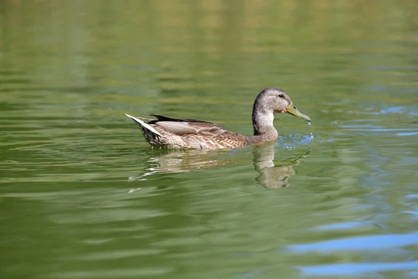 Anatre Selvatiche Nuotano Sul Fiume — Foto Stock