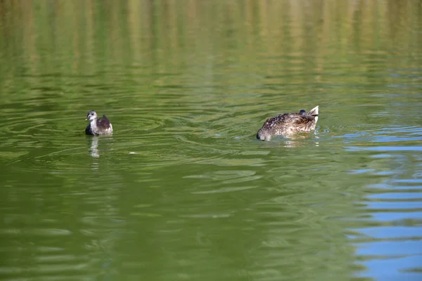 Wildenten Schwimmen Auf Dem Fluss — Stockfoto