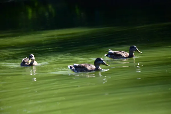 Vahşi ördekler nehirde yüzer