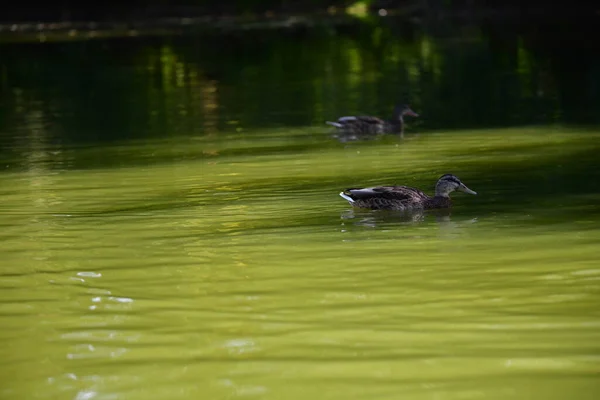 Vahşi ördekler nehirde yüzer