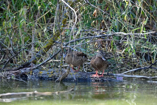 Vahşi ördekler nehirde yüzer